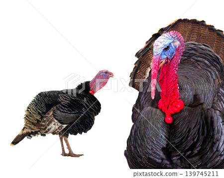 two male turkey isolated on white background two male turkey isolated on white background 139745211