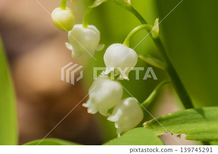 Cute lily of the valley Cute lily of the valley 139745291