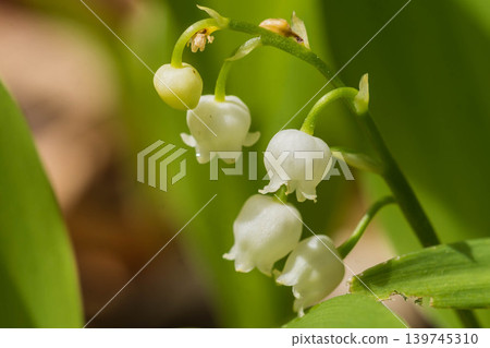 Cute lily of the valley Cute lily of the valley 139745310