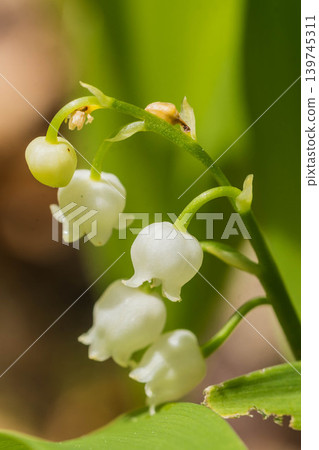 Cute lily of the valley Cute lily of the valley 139745311