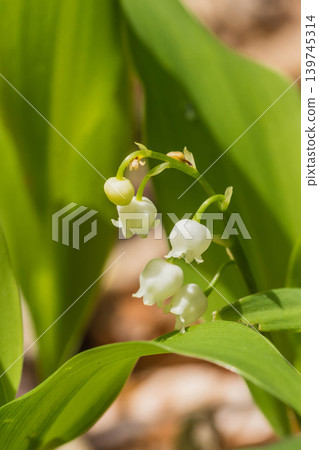 Cute lily of the valley Cute lily of the valley 139745314