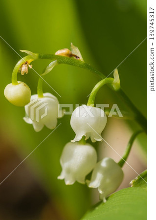 Cute lily of the valley Cute lily of the valley 139745317