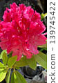 Vibrantly blooming pink rhododendrons 139745422