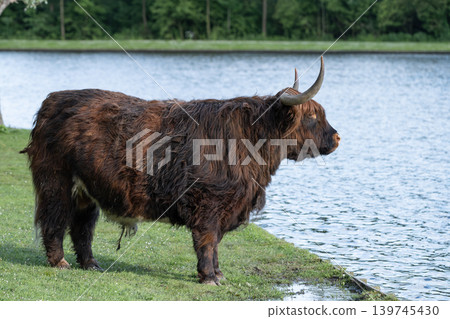 Scottish Highland Cow Grazing in Green Meadow Scottish Highland Cow Grazing in Green Meadow 139745430