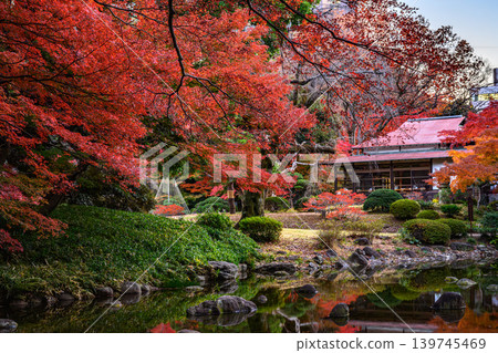 Autumn leaves (Koishikawa Korakuen) Autumn leaves (Koishikawa Korakuen) 139745469