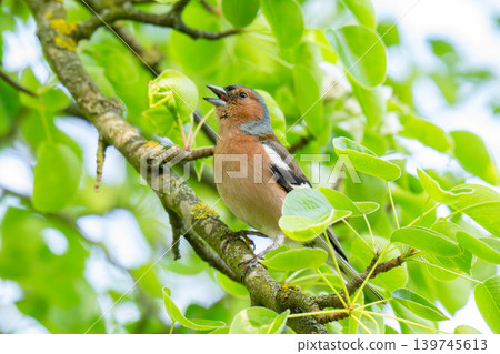 A Beautiful Chaffinch Perched i A Beautiful Chaffinch Perched i 139745613