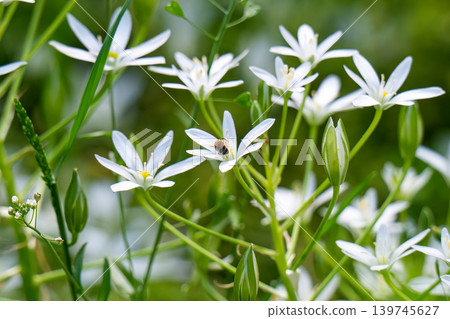 A blooming white star-of-Bethlehem in the garden. A bee sits on a flower. A blooming white star-of-Bethlehem in the garden. A bee sits on a flower. 139745627