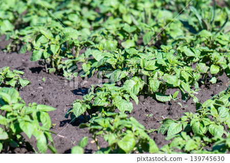 Rows of growth green potato plant in field. Rows of growth green potato plant in field. 139745630