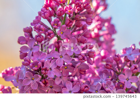 blooming lilac lilac in summer blooming lilac lilac in summer 139745643