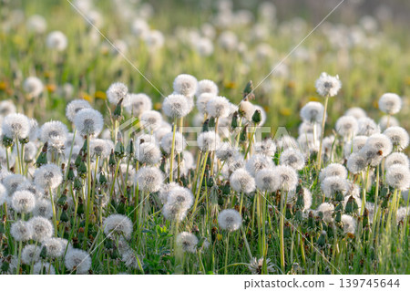 Aerial dandelion with seeds in the afternoon Aerial dandelion with seeds in the afternoon 139745644