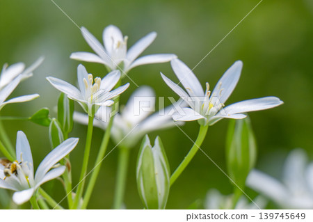 A blooming white star-of-Bethlehem in the garden. A bee sits on a flower. A blooming white star-of-Bethlehem in the garden. A bee sits on a flower. 139745649