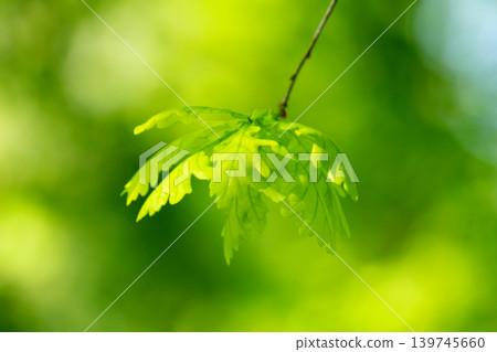 Oak leaves from the genus beech. The tree is famous for its strong and dense wood. Oak leaves from the genus beech. The tree is famous for its strong and dense wood. 139745660