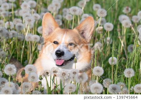 corgi with dandelions corgi with dandelions 139745664