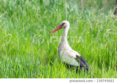 Single White Stork bird on a grassy meadow during the spring 139745681