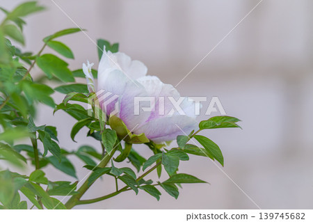 Beautiful light pink peony flower Beautiful light pink peony flower 139745682