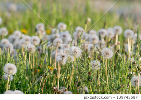 Aerial dandelion with seeds in the afternoon Aerial dandelion with seeds in the afternoon 139745687