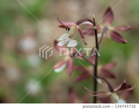 The delicate flowers of the Calanthe orchid bloomed in the shade in May. 139745716