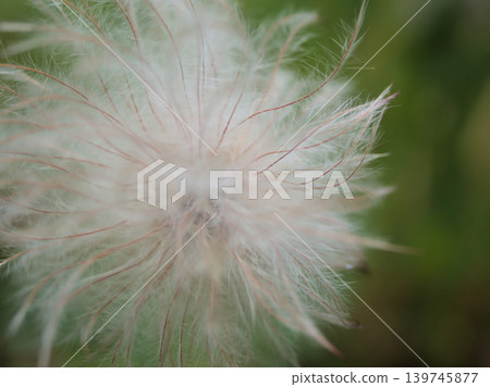 Seeds of the "Okinagusa" (Pasqueflower) that ripened in sunny May. 139745877
