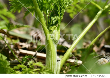 Wild plants 139745880