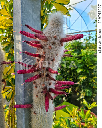 Vivid magenta tubular flowers are blooming along the hairy stem of a silver torch cactus in a greenhouse. The setting includes lush green plants, creating a vibrant scene. Vivid magenta tubular flowers are blooming along the hairy stem of a silver torch cactus in a greenhouse. The setting includes lush green plants, creating a vibrant scene. 139745907