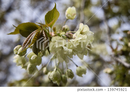 White flower White flower 139745921