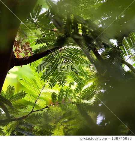 Fern leaves shining in the light Fern leaves shining in the light 139745933