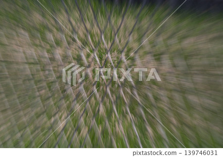 ICM pampas grass ICM pampas grass 139746031
