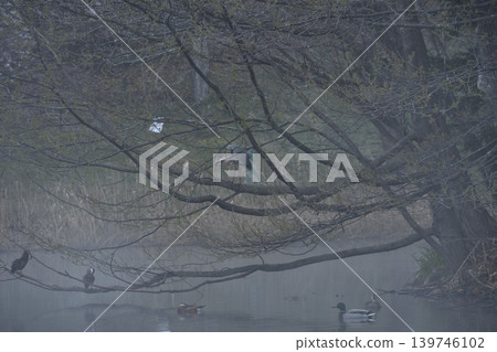 Fog Pond 139746102