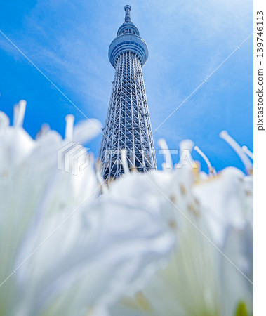 藍天、白花、東京晴空塔 139746113