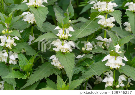 photo of dead nettle photo of dead nettle 139746237