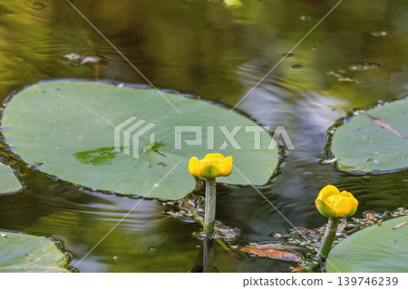 yellow water lily yellow water lily 139746239