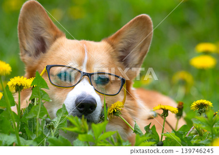 corgi with dandelions 139746245