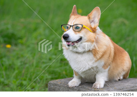Pembroke Welsh Corgi wearing glasses Pembroke Welsh Corgi wearing glasses 139746254