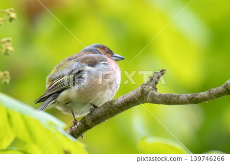 A Beautiful Chaffinch Perched i A Beautiful Chaffinch Perched i 139746266