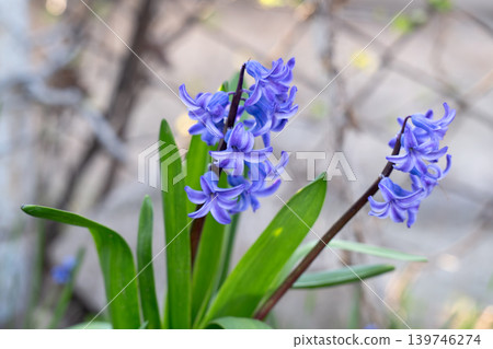 hyacinth flowers 139746274