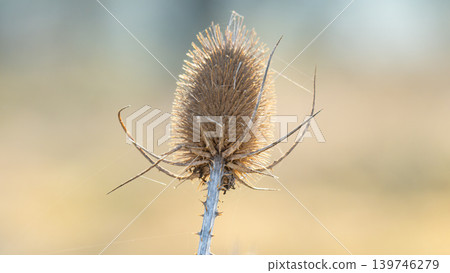teasel head in the autumn sunshine 139746279