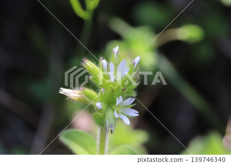 Small white flowers of Dutch chickweed blooming by the roadside in spring Small white flowers of Dutch chickweed blooming by the roadside in spring 139746340