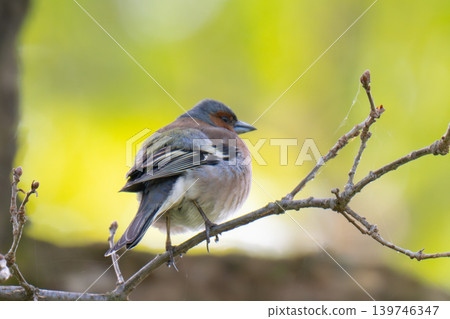 A Beautiful Chaffinch Perched A Beautiful Chaffinch Perched 139746347