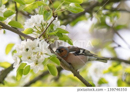 Common chaffinch, Fringilla coelebs, sits on a branch in spring on green background. Common chaffinch, Fringilla coelebs, sits on a branch in spring on green background. 139746350