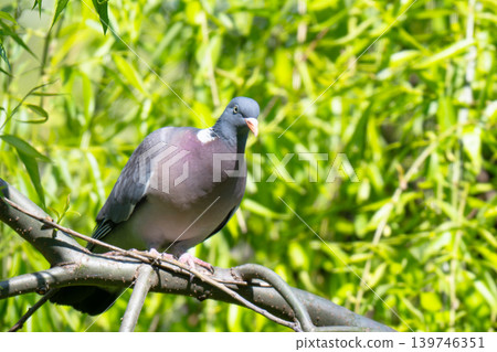 Common Wood Pigeon Common Wood Pigeon 139746351