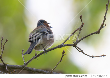 A Beautiful Chaffinch Perched A Beautiful Chaffinch Perched 139746353