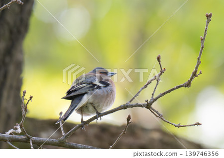 A Beautiful Chaffinch Perched A Beautiful Chaffinch Perched 139746356