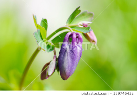 oedamaki的芽 139746432