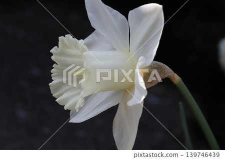喇叭水仙花,花瓣和花冠都是白色的,在春天的花園裡盛開。 喇叭水仙花,花瓣和花冠都是白色的,在春天的花園裡盛開。 139746439