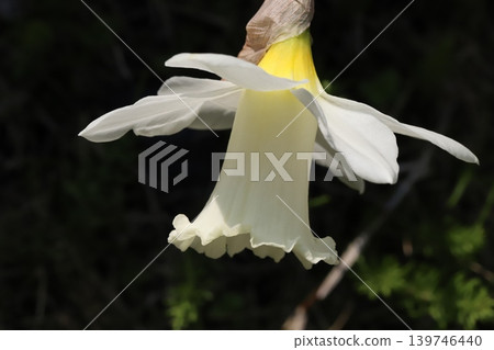 喇叭水仙花,花瓣和花冠都是白色的,在春天的花園裡盛開。 喇叭水仙花,花瓣和花冠都是白色的,在春天的花園裡盛開。 139746440