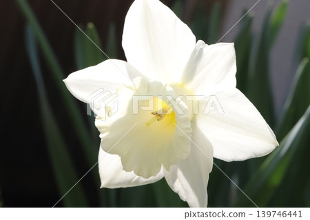 The trumpet daffodil, with its white petals and white corona, blooms in the spring garden. The trumpet daffodil, with its white petals and white corona, blooms in the spring garden. 139746441