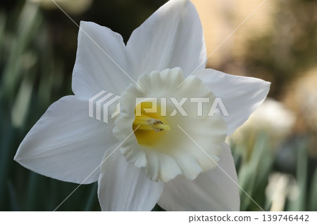 The trumpet daffodil, with its white petals and white corona, blooms in the spring garden. The trumpet daffodil, with its white petals and white corona, blooms in the spring garden. 139746442