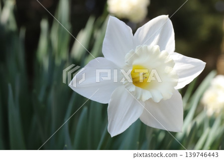 The trumpet daffodil, with its white petals and white corona, blooms in the spring garden. The trumpet daffodil, with its white petals and white corona, blooms in the spring garden. 139746443