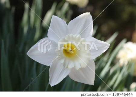 The trumpet daffodil, with its white petals and white corona, blooms in the spring garden. The trumpet daffodil, with its white petals and white corona, blooms in the spring garden. 139746444