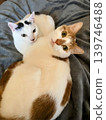 Two cats snuggling together on a blanket, looking at the camera. 139746488